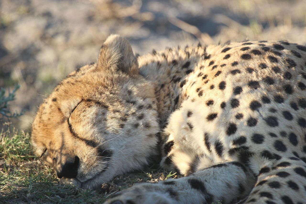 Explore Nigeria- image of a sleeping leopard