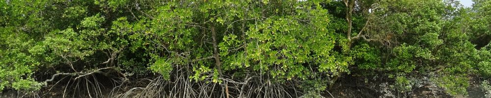 Climate types of Nigeria background image, displays a Nigerian mangrove